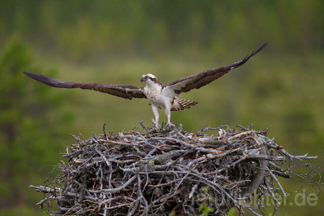R8104 Fischadler am Horst, Osprey at nest - Christoph Robiller