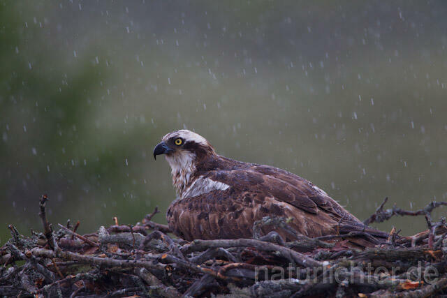 R8111 Fischadler im Horst bei Regen, Osprey at nest while rain - Christoph Robiller