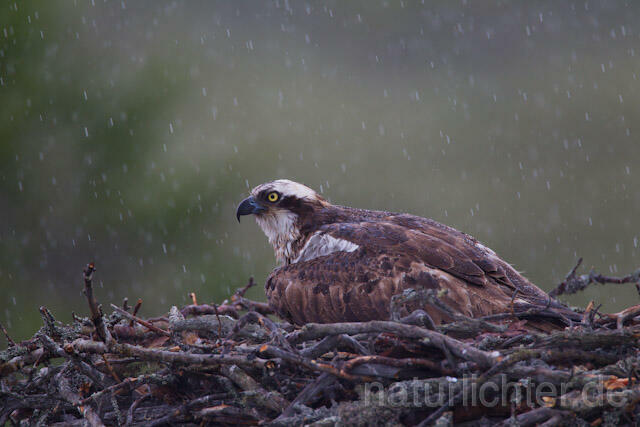 R8112 Fischadler im Horst bei Regen, Osprey at nest while rain - Christoph Robiller