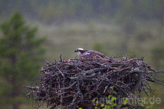 R8113 Fischadler im Horst bei Regen, Osprey at nest while rain - Christoph Robiller