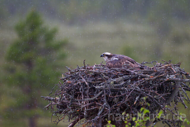 R8114 Fischadler im Horst bei Regen, Osprey at nest while rain - Christoph Robiller