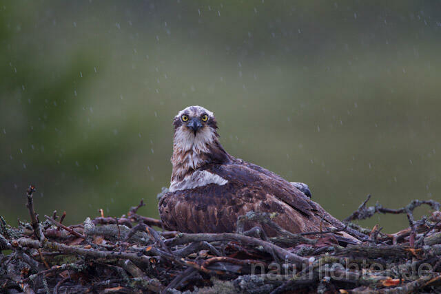 R8115 Fischadler im Horst bei Regen, Osprey at nest while rain - Christoph Robiller