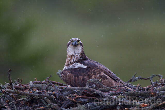 R8116 Fischadler im Horst bei Regen, Osprey at nest while rain - Christoph Robiller