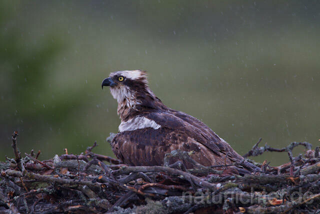 R8117 Fischadler im Horst bei Regen, Osprey at nest while rain - Christoph Robiller
