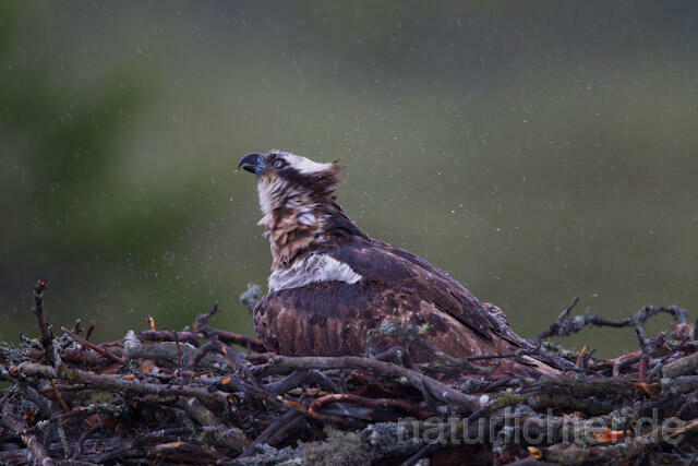 R8118 Fischadler im Horst bei Regen, Osprey at nest while rain - Christoph Robiller