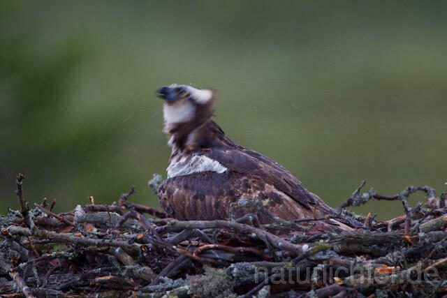 R8119 Fischadler im Horst bei Regen, Osprey at nest while rain - Christoph Robiller