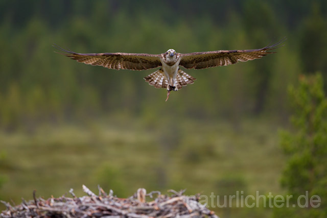 R8124 Fischadler im Flug am Horst, Osprey flying at nest - Christoph Robiller