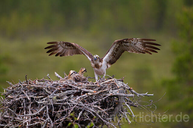 R8128 Fischadler am Horst, Osprey at nest - Christoph Robiller