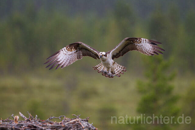 R8133 Fischadler im Flug am Horst, Osprey flying at nest - Christoph Robiller