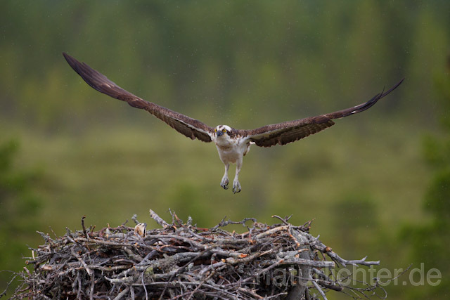 R8135 Fischadler im Flug am Horst, Osprey flying at nest - Christoph Robiller