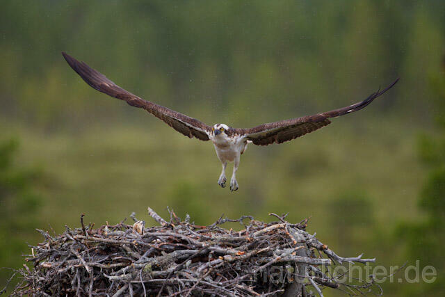 R8135 Fischadler im Flug am Horst, Osprey flying at nest - Christoph Robiller