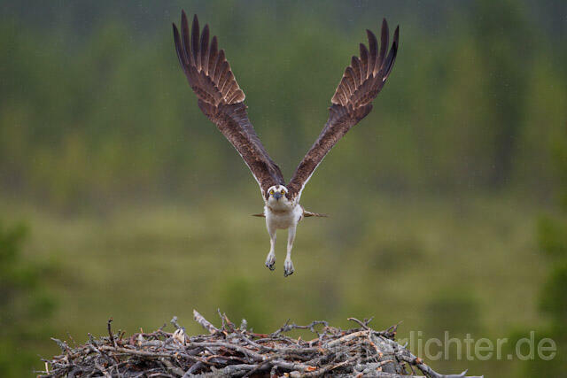 R8136 Fischadler im Flug am Horst, Osprey flying at nest - Christoph Robiller