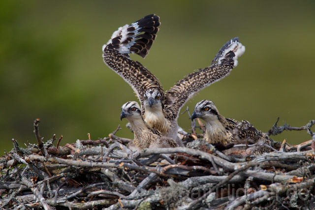 R8144 Fischadler, Jungvogel, Osprey nestling - Christoph Robiller