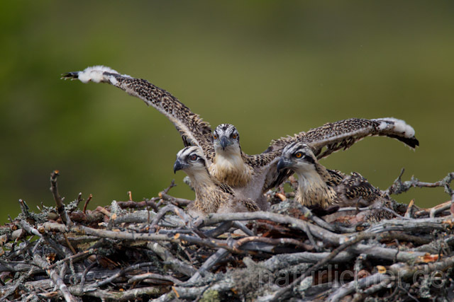 R8145 Fischadler, Jungvogel, Osprey nestling - Christoph Robiller
