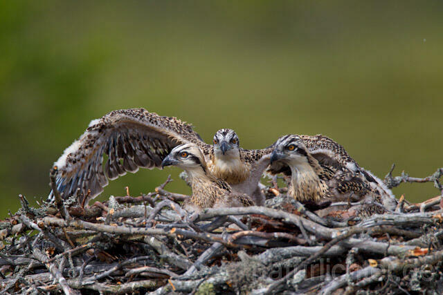 R8146 Fischadler, Jungvogel, Osprey nestling - Christoph Robiller