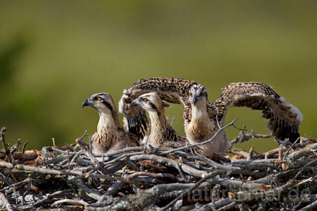 R8151 Fischadler, Jungvogel, Osprey nestling - Christoph Robiller
