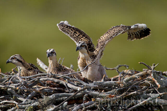 R8152 Fischadler, Jungvogel, Osprey nestling - Christoph Robiller