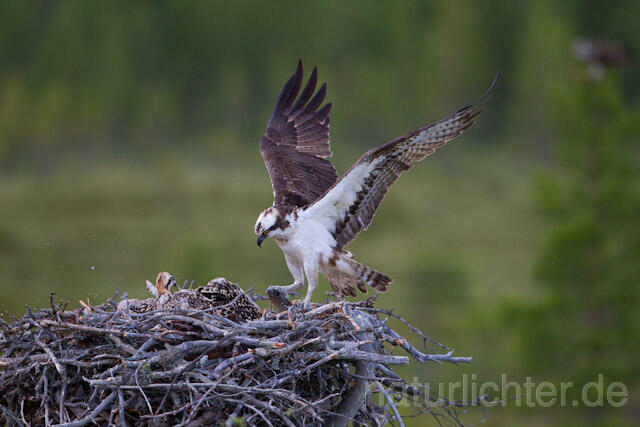 R8159 Fischadler mit Fisch im Anflug zum Horst, Osprey flying with fish to the nest - Christoph Robiller