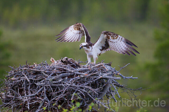 R8163 Fischadler am Horst, Osprey at  nest - Christoph Robiller