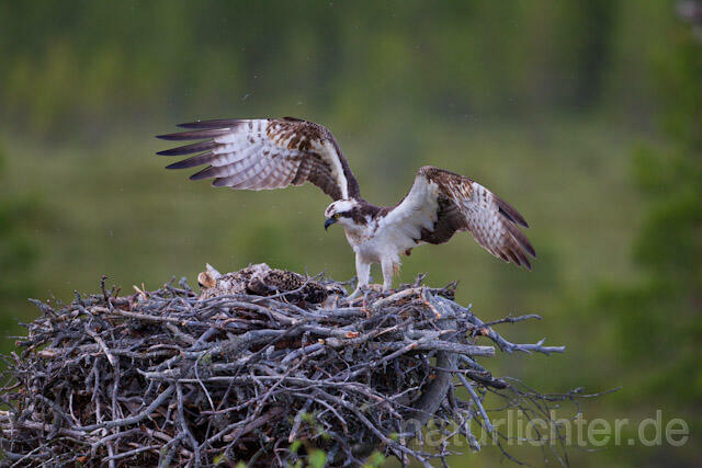 R8164 Fischadler am Horst, Osprey at  nest - Christoph Robiller