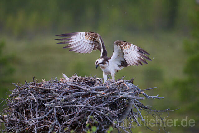 R8165 Fischadler am Horst, Osprey at  nest - Christoph Robiller