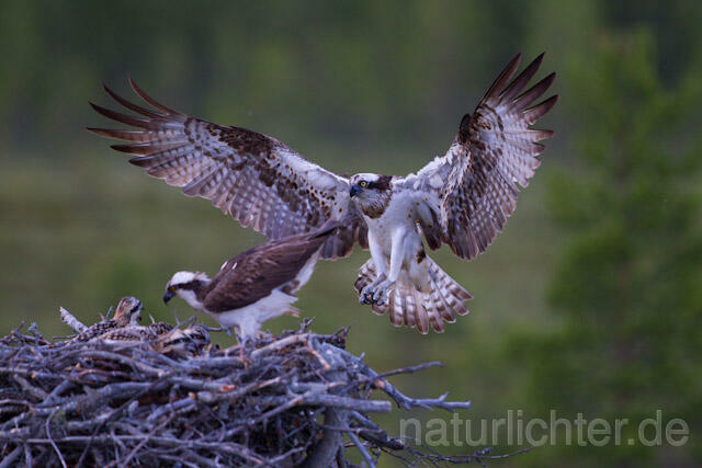 R8166 Fischadler am Horst, Osprey at  nest - Christoph Robiller