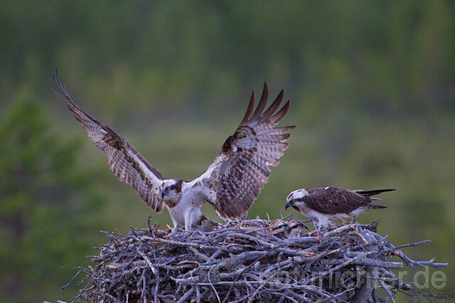 R8167 Fischadler am Horst, Osprey at  nest - Christoph Robiller