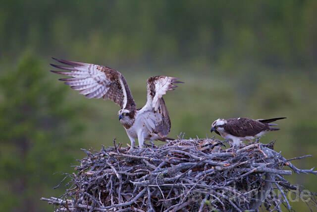 R8168 Fischadler am Horst, Osprey at  nest - Christoph Robiller