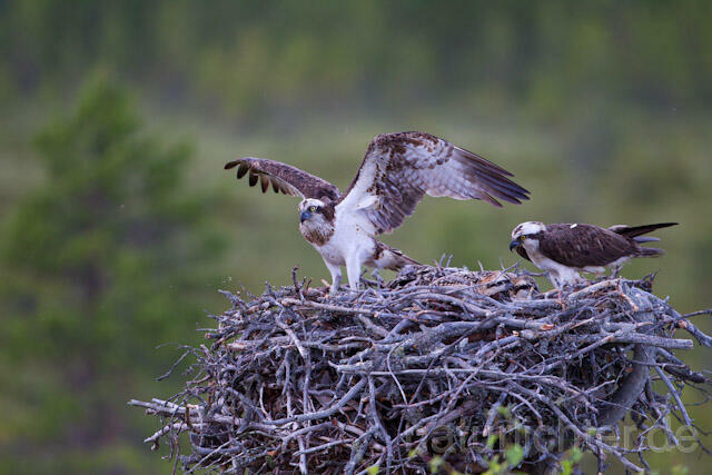 R8169 Fischadler am Horst, Osprey at  nest - Christoph Robiller