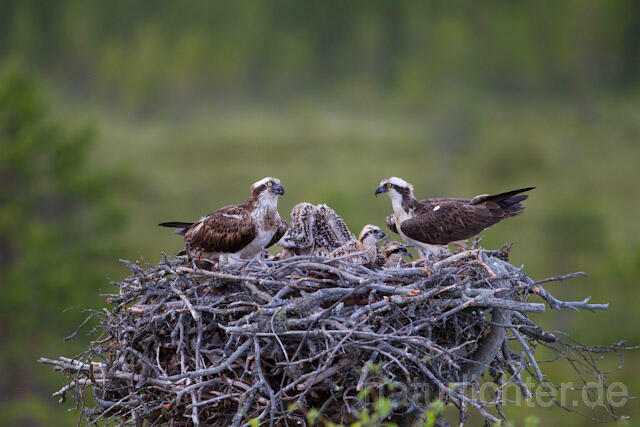 R8170 Fischadler am Horst, Osprey at  nest - Christoph Robiller