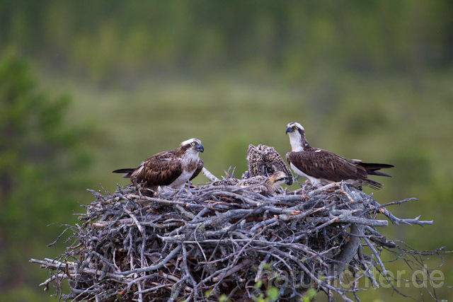 R8171 Fischadler am Horst, Osprey at  nest - Christoph Robiller