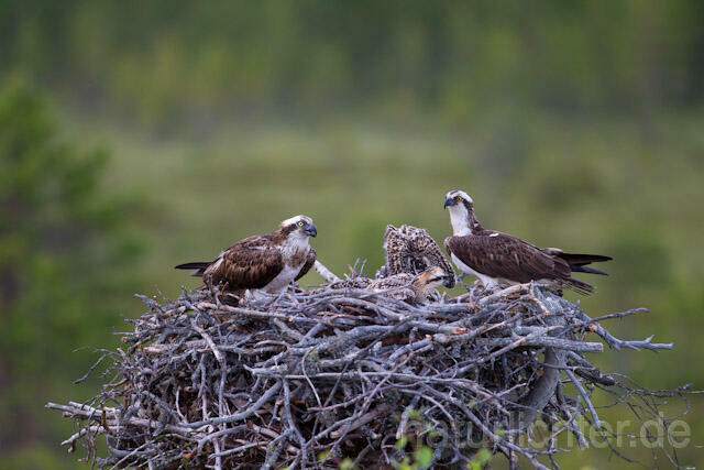 R8171 Fischadler am Horst, Osprey at  nest - Christoph Robiller