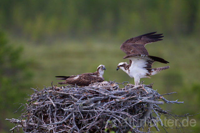 R8172 Fischadler am Horst, Osprey at  nest - Christoph Robiller