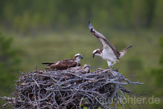 R8173 Fischadler am Horst, Osprey at  nest - Christoph Robiller