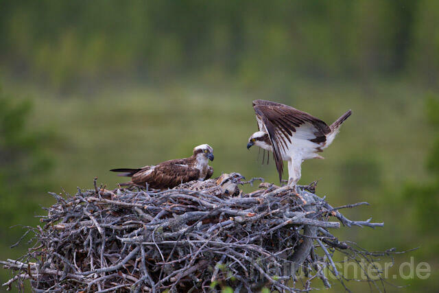 R8174 Fischadler am Horst, Osprey at  nest - Christoph Robiller