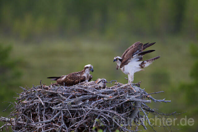 R8175 Fischadler am Horst, Osprey at  nest - Christoph Robiller