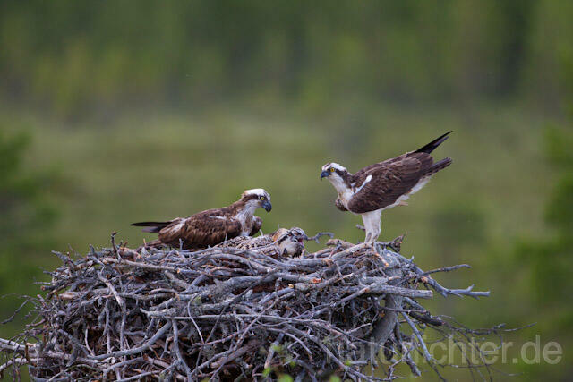 R8176 Fischadler am Horst, Osprey at  nest - Christoph Robiller