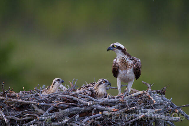 R8179 Fischadler am Horst, Osprey at  nest - Christoph Robiller