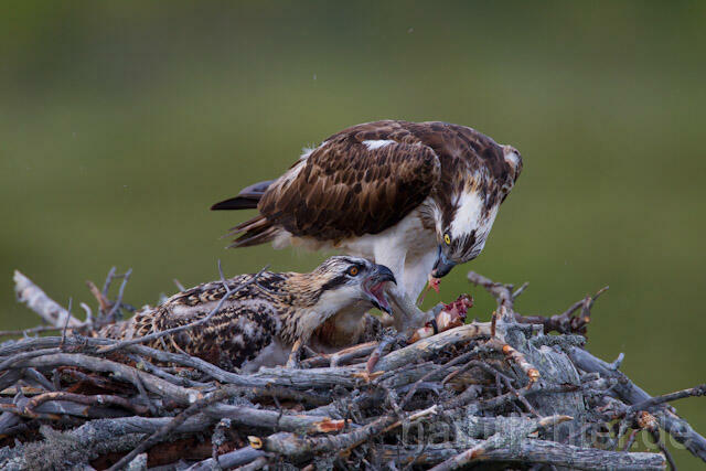 R8184 Fischadler füttert Jungvögel am Horst, Osprey feeding nestlings - Christoph Robiller