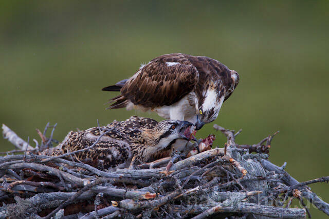 R8185 Fischadler füttert Jungvögel am Horst, Osprey feeding nestlings - Christoph Robiller