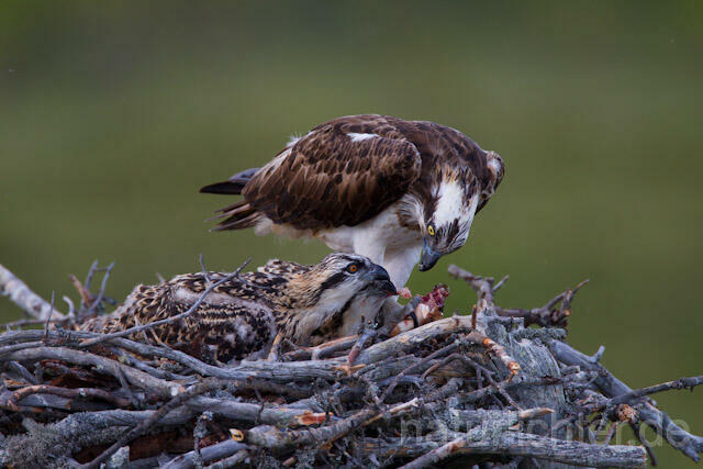 R8186 Fischadler füttert Jungvögel am Horst, Osprey feeding nestlings - Christoph Robiller