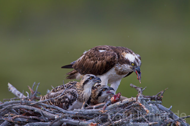 R8187 Fischadler füttert Jungvögel am Horst, Osprey feeding nestlings - Christoph Robiller