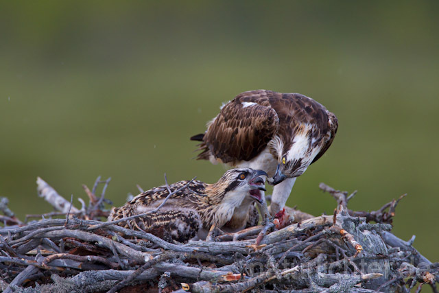 R8188 Fischadler füttert Jungvögel am Horst, Osprey feeding nestlings - Christoph Robiller