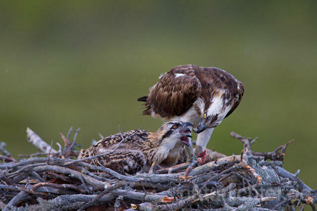 R8188 Fischadler füttert Jungvögel am Horst, Osprey feeding nestlings - Christoph Robiller
