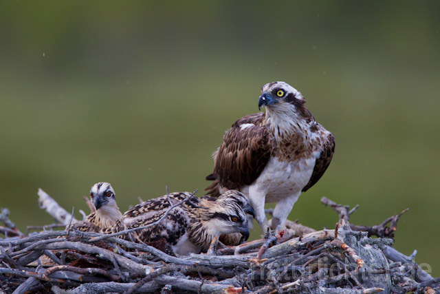 R8189 Fischadler füttert Jungvögel am Horst, Osprey feeding nestlings - Christoph Robiller