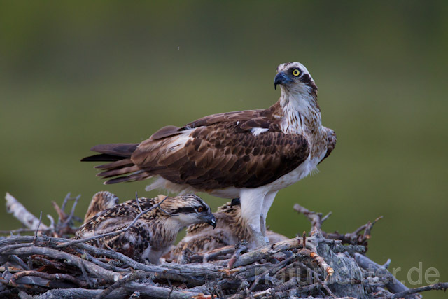 R8201 Fischadler füttert Jungvögel am Horst, Osprey feeding nestlings - Christoph Robiller