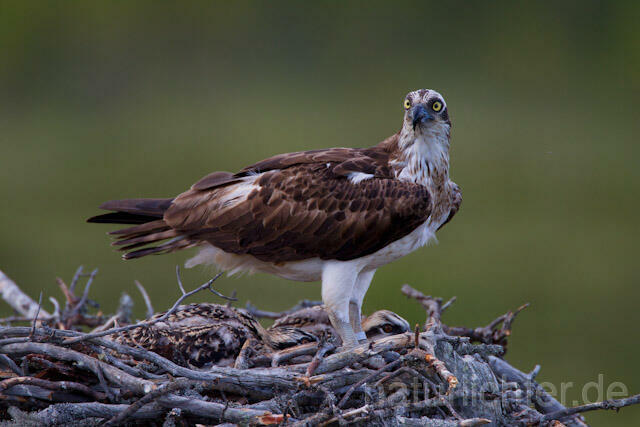R8204 Fischadler am Horst, Osprey at nest