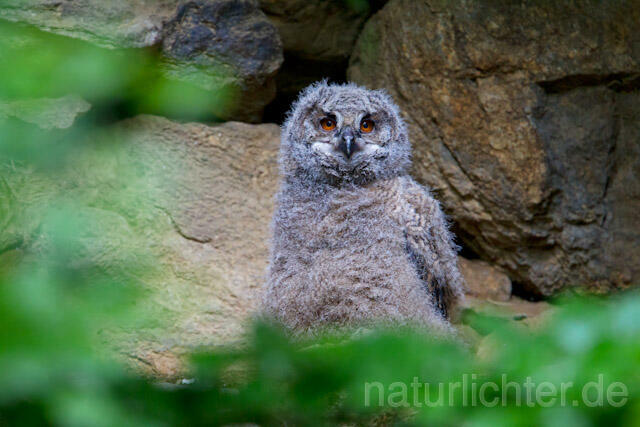R8307 Uhu Jungvogel, Eagle Owl nestling - Christoph Robiller