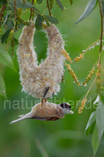 R8362 Beutelmeise am Nest, European Penduline Tit at nest