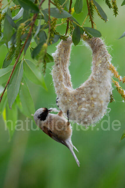 R8375 Beutelmeise am Nest, European Penduline Tit at nest